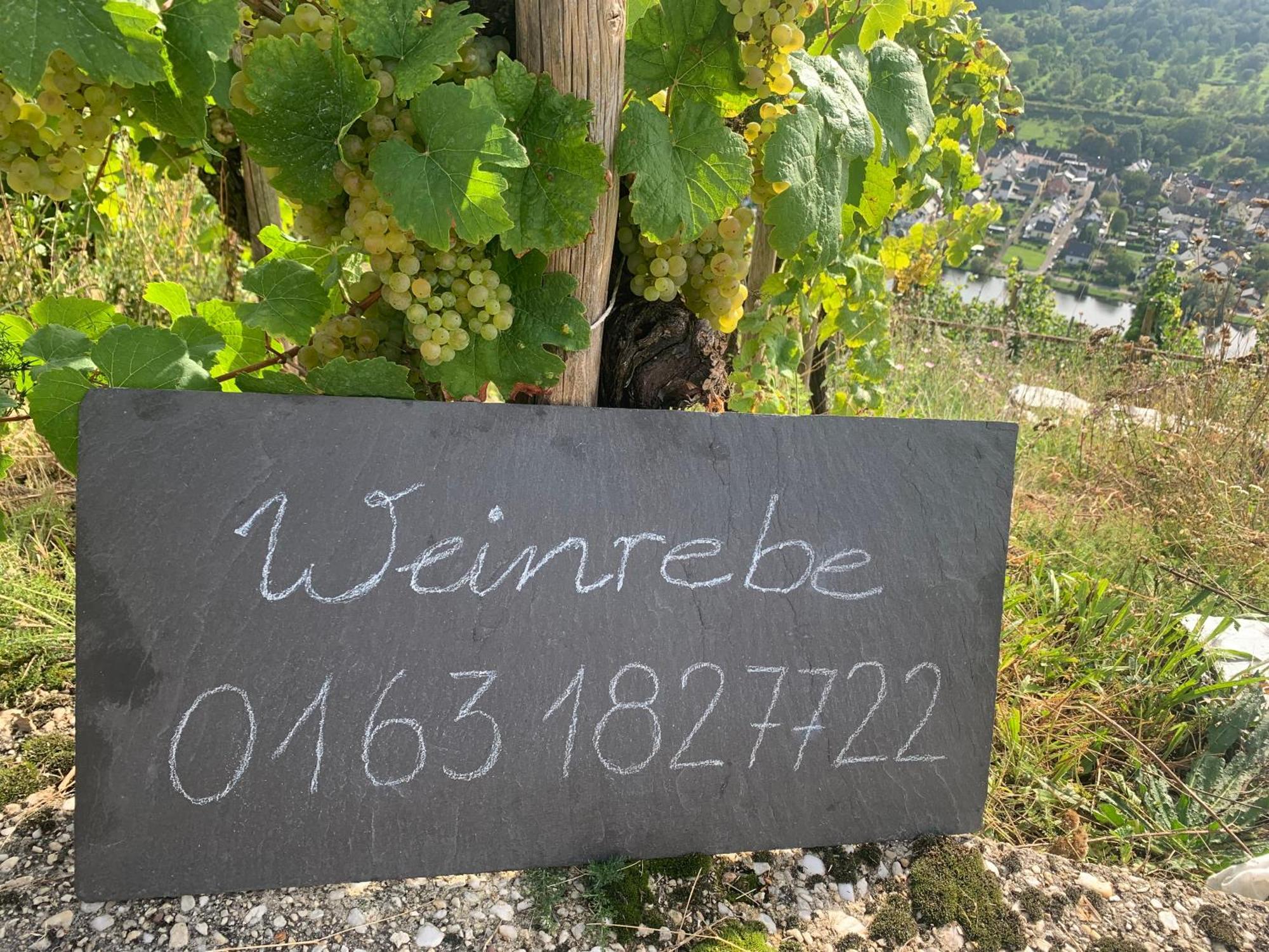 Weinrebe Apartment แบร์นคาสเทล-คืสท์ ภายนอก รูปภาพ