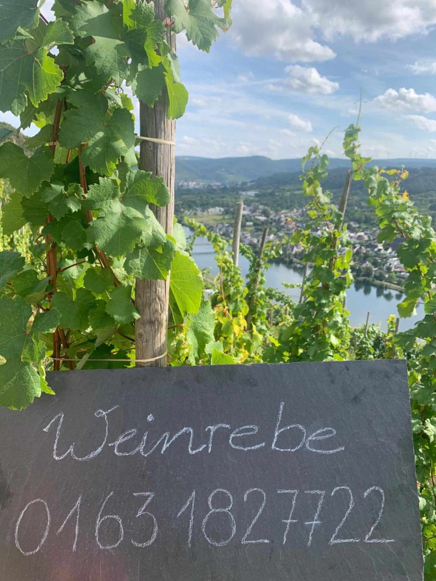 Weinrebe Apartment แบร์นคาสเทล-คืสท์ ภายนอก รูปภาพ
